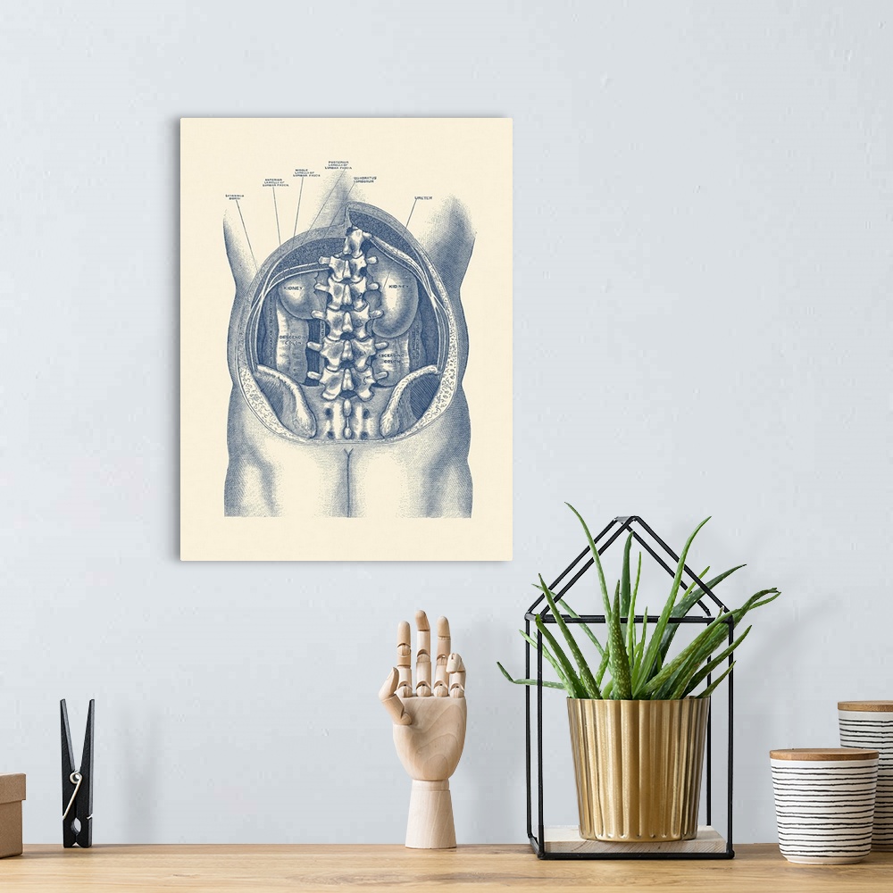 A bohemian room featuring Vintage anatomy print showing a view of the kidneys and colon inside the human body.