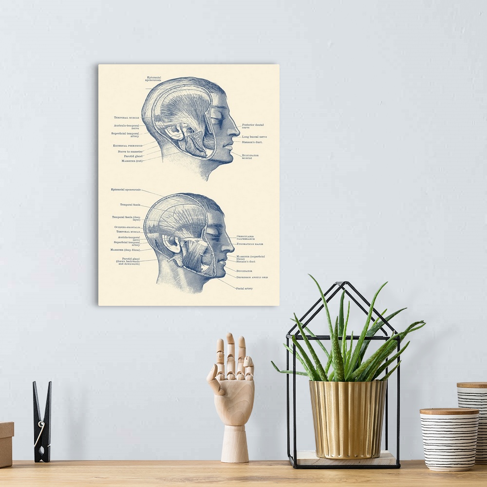 A bohemian room featuring Vintage anatomy print showing the different muscles, arteries and nerves within the face.