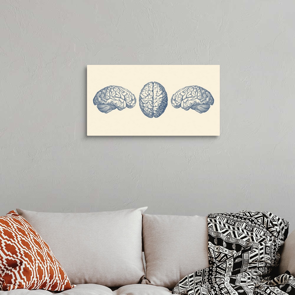 A bohemian room featuring Vintage anatomy print showing three views of the human brain.