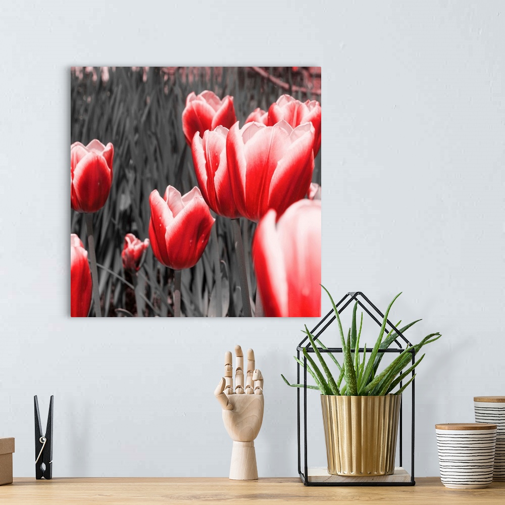 A bohemian room featuring Red Tulips I