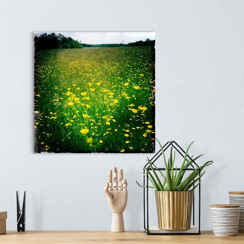 A bohemian room featuring Buttercups on a summers day in a field, South Yorkshire, England