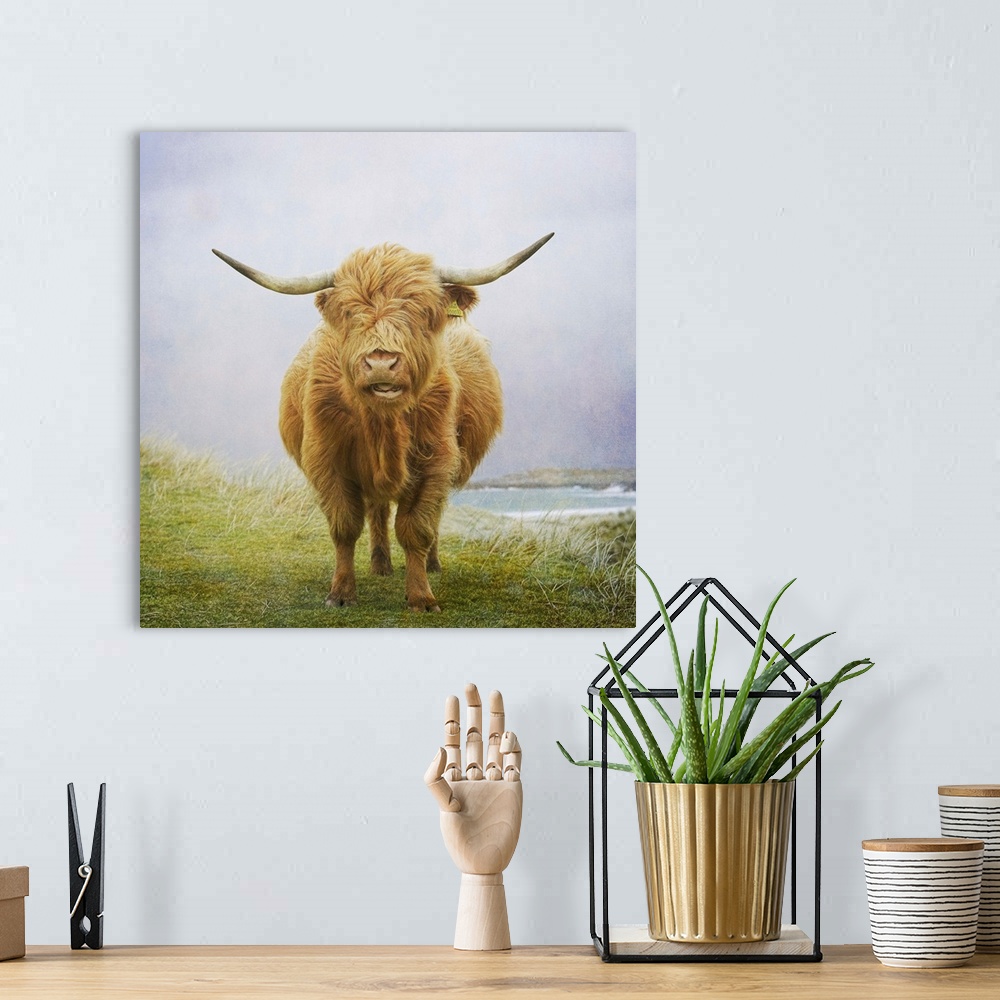 A bohemian room featuring Highland cow, Hebrides