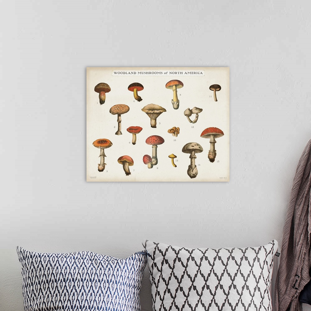 A bohemian room featuring Horizontal Woodland Mushrooms of North America chart with a white background.