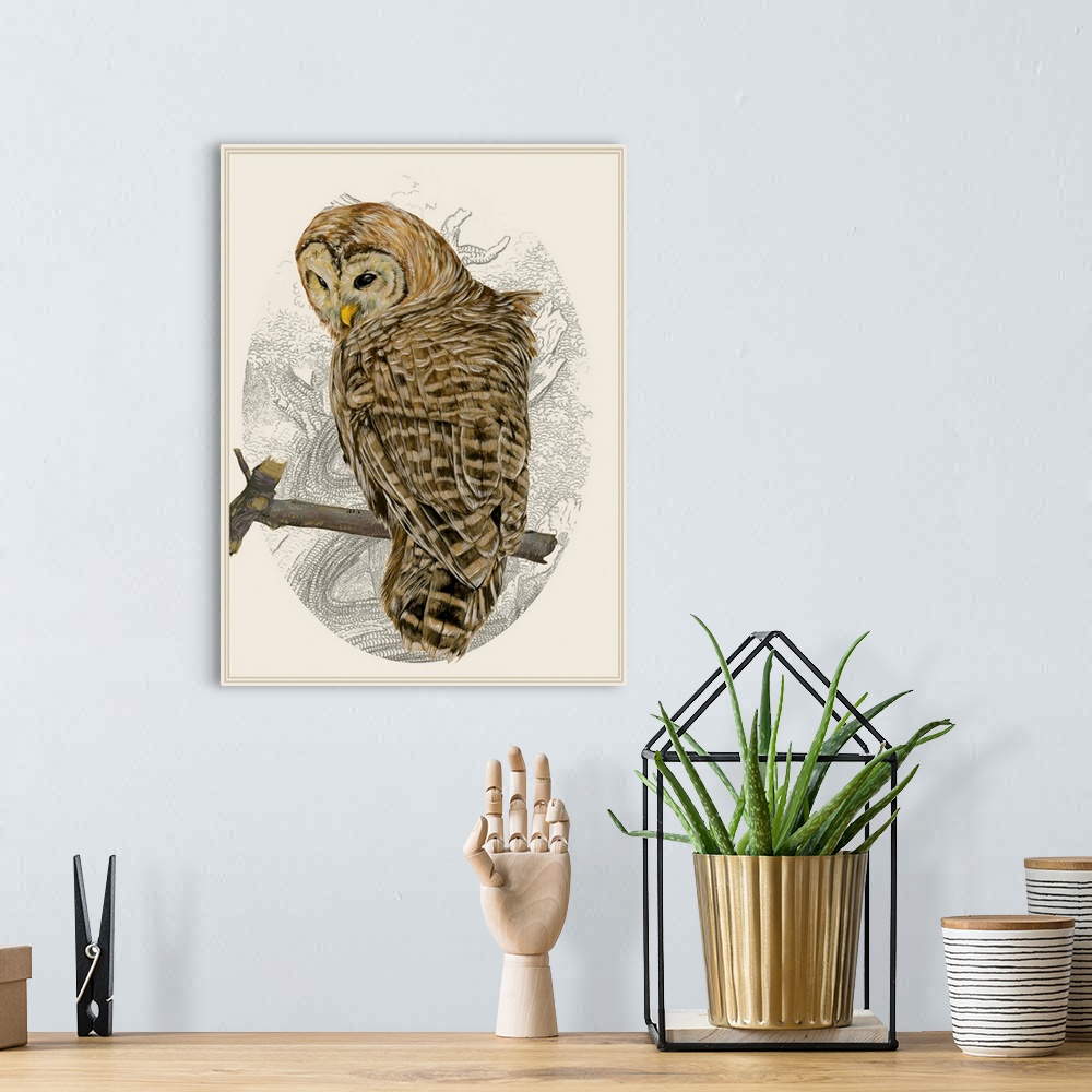 A bohemian room featuring Illustration of a sleepy barred owl in an oval cameo frame.