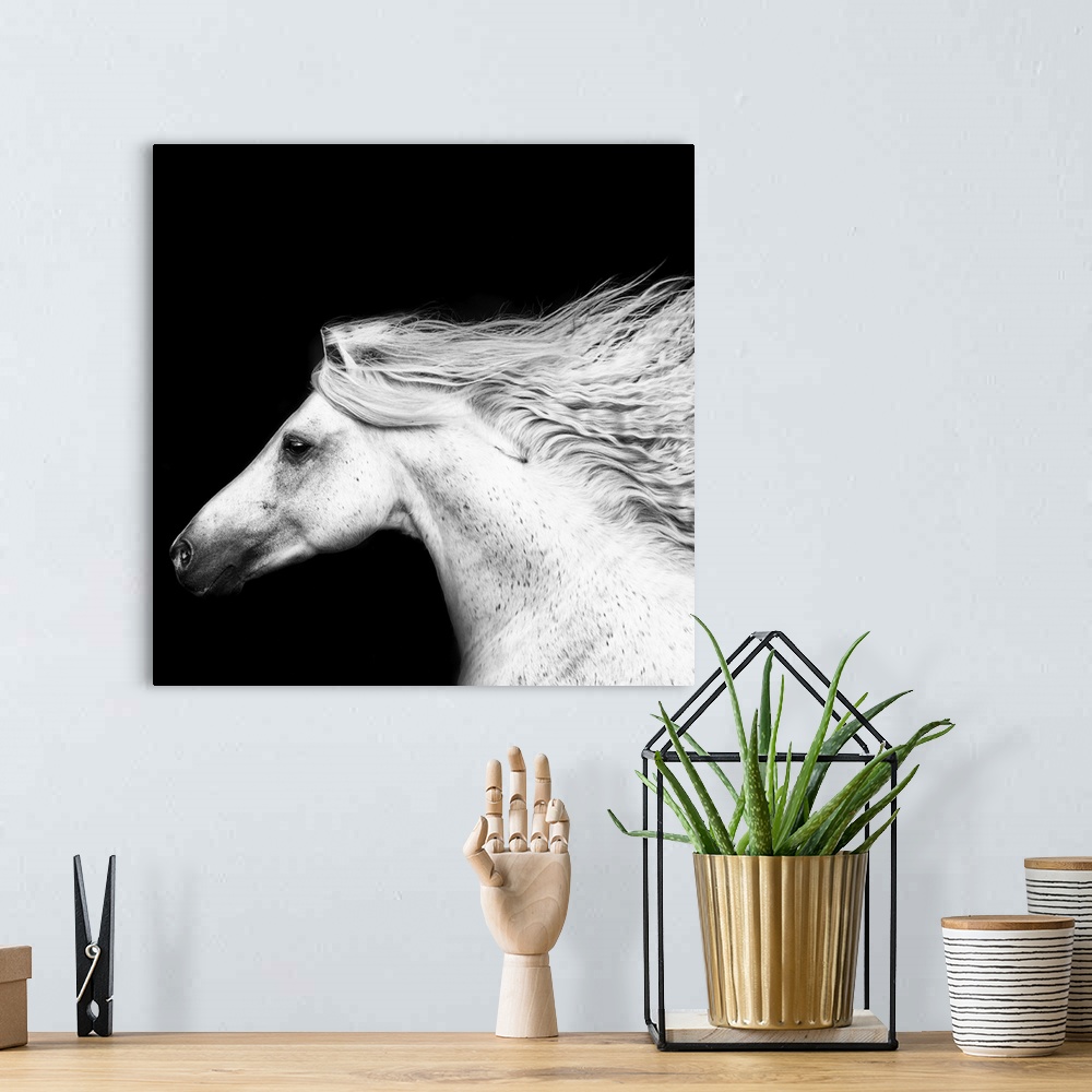 A bohemian room featuring Black and white portrait of a white horse with its mane flowing in the wind.