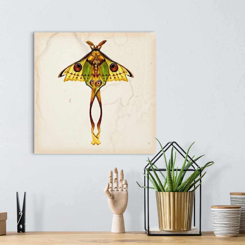 A bohemian room featuring Vintage style illustration of a moth on a beige, watermarked background.