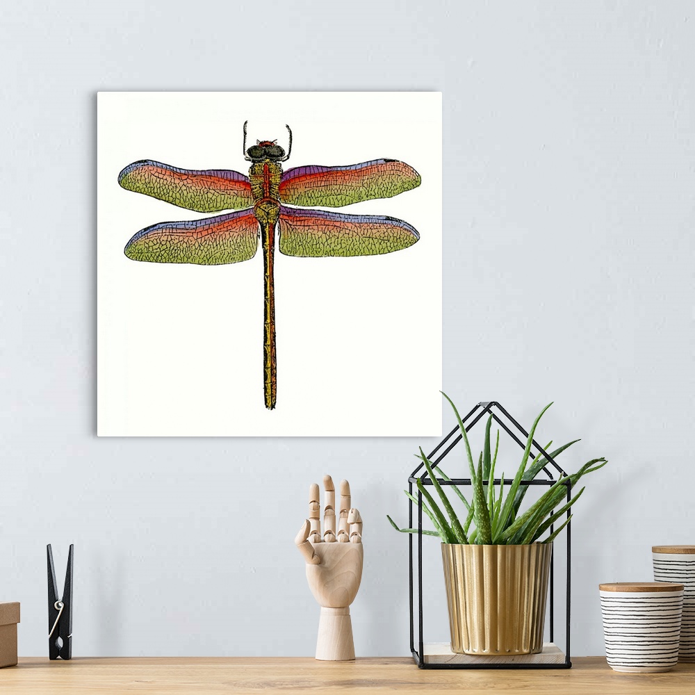 A bohemian room featuring Miniature Dragonfly III