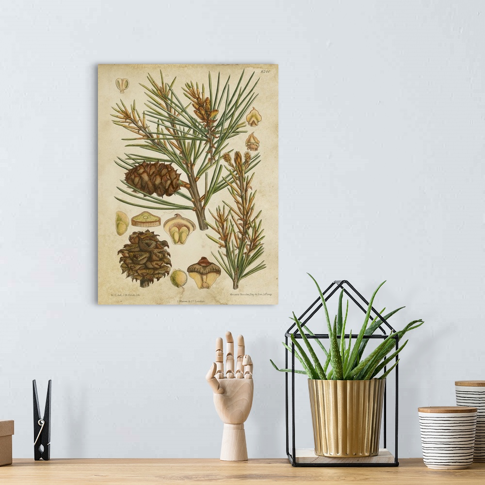 A bohemian room featuring Vintage Conifers II