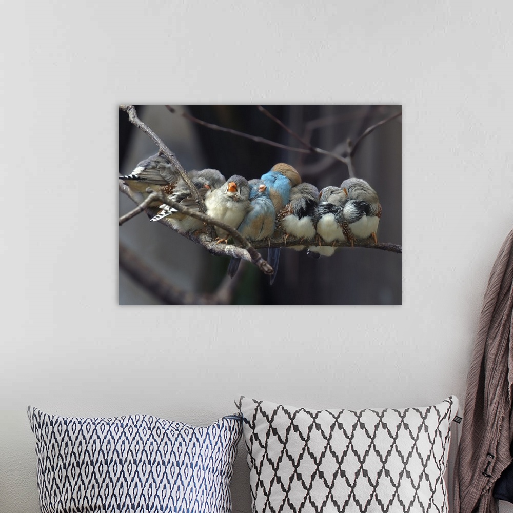 A bohemian room featuring Several finches huddled together on a branch, taking a rest.