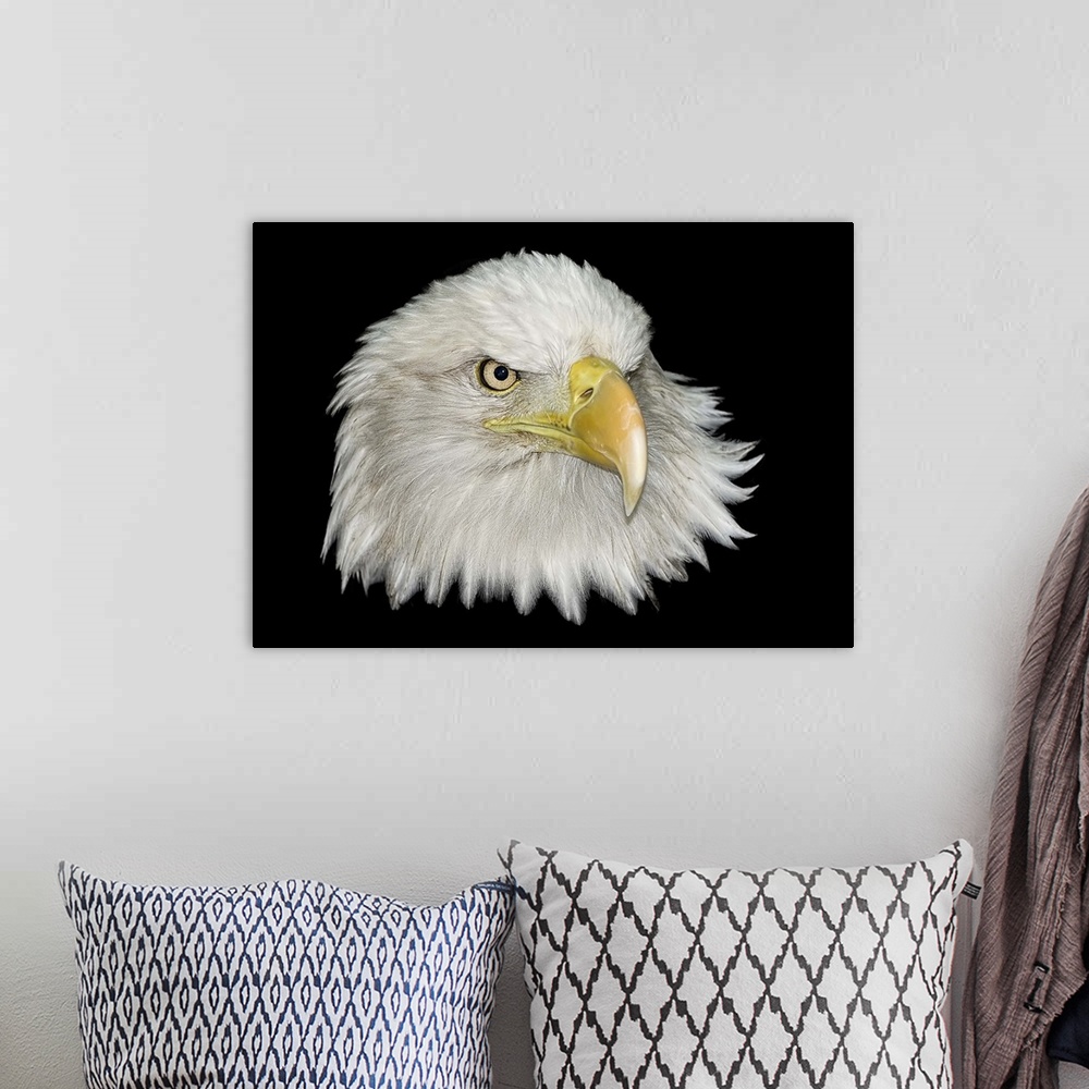 A bohemian room featuring Bald Eagle portrait on a black background. Part of a series.