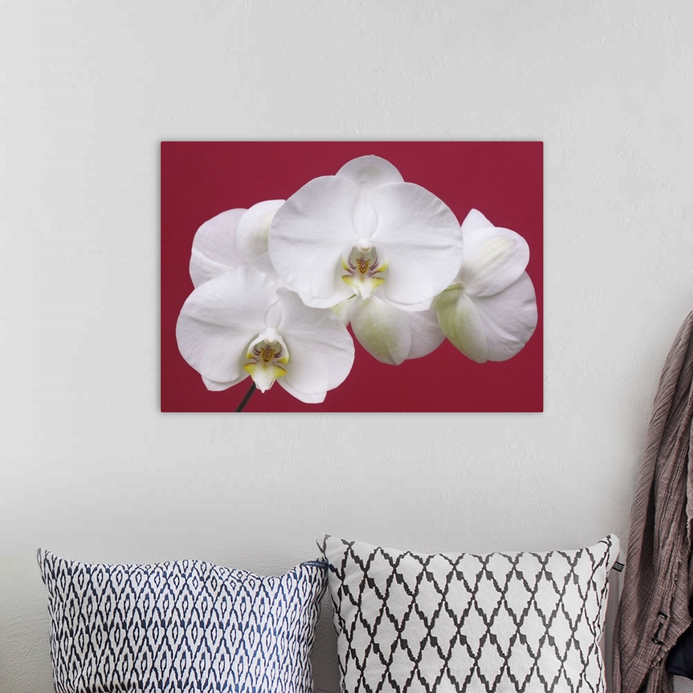 A bohemian room featuring Spray of white orchid flowers, species phalaenopsis, on red background.