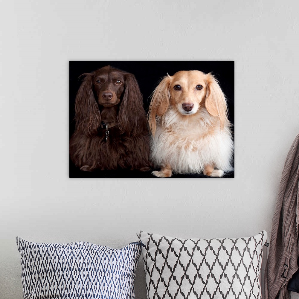 A bohemian room featuring Two long haired miniature dachshunds on black background.
