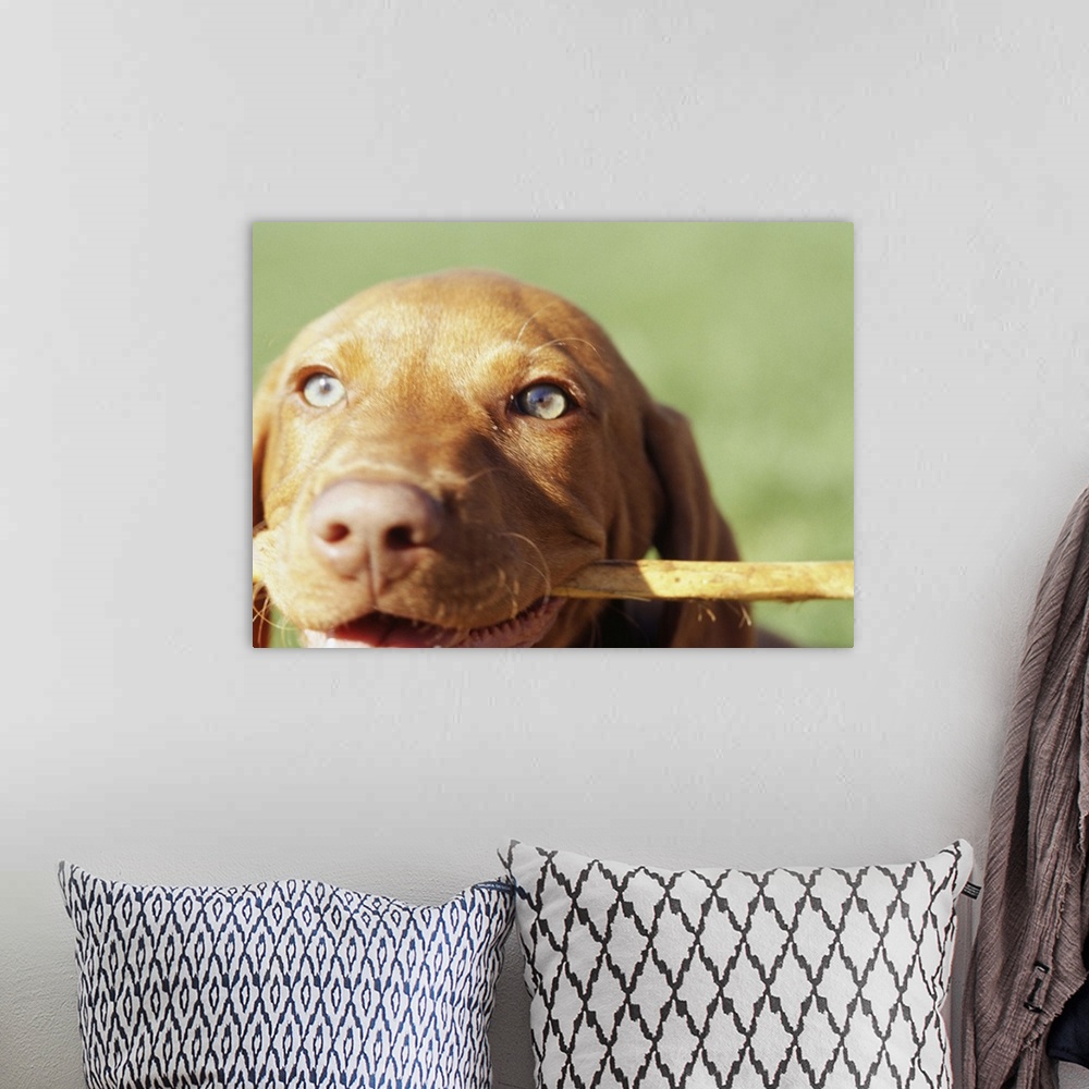 A bohemian room featuring Vizsla puppy in park  with stick in mouth, close-up