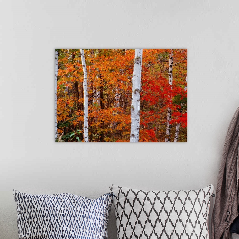A bohemian room featuring A landscape photograph of birch trees in an autumn forest.