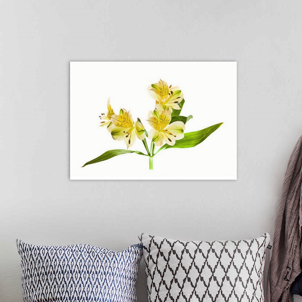 A bohemian room featuring Alstroemeria flowers against white background.