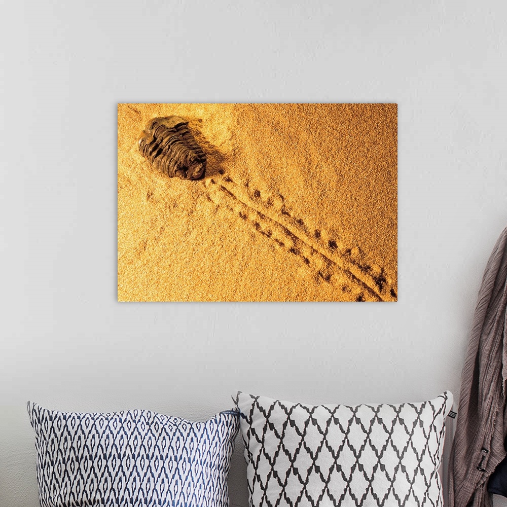 A bohemian room featuring Fossil in the sand