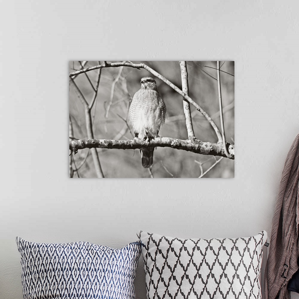 A bohemian room featuring A black and white photograph of a red-shouldered hawk perched on a branch.