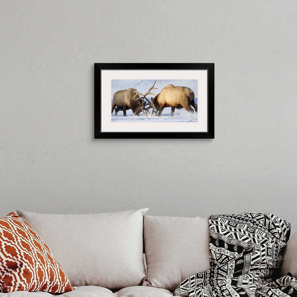 A bohemian room featuring Roosevelt elk fight during rut season, Alaska Wildlife Conservation Center