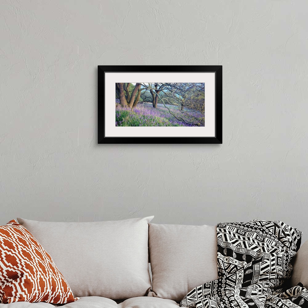 A bohemian room featuring Panoramic photo of bluebell flowers sprinkled through the countryside in the midst of forked trees.