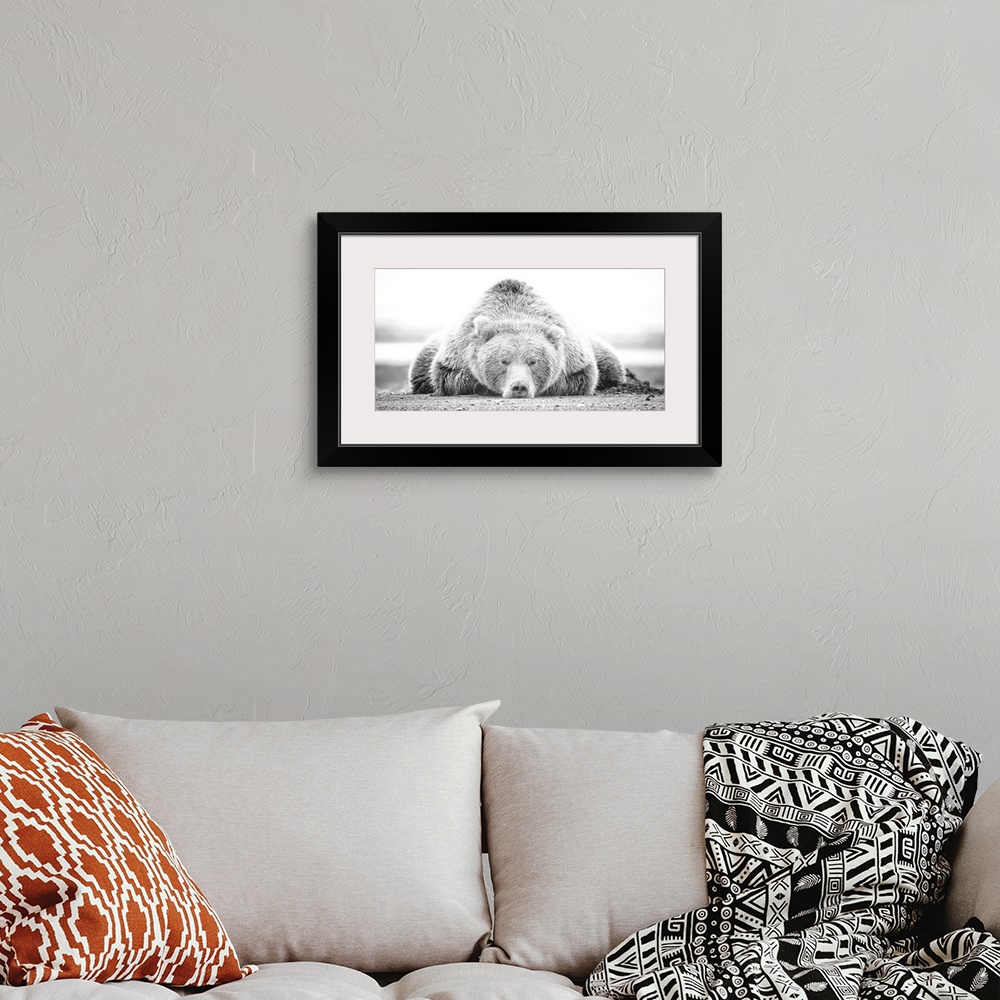A bohemian room featuring This black and white photograph of a large grizzly bear lying on it's stomach looking directly to...