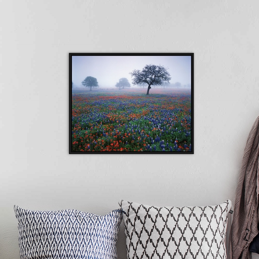 A bohemian room featuring USA, Texas, Hill Country, View of Texas paintbrush and bluebonnets flowers at dawn.