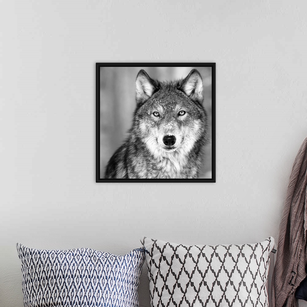 A bohemian room featuring Black and white square image of a wolve in the snow.