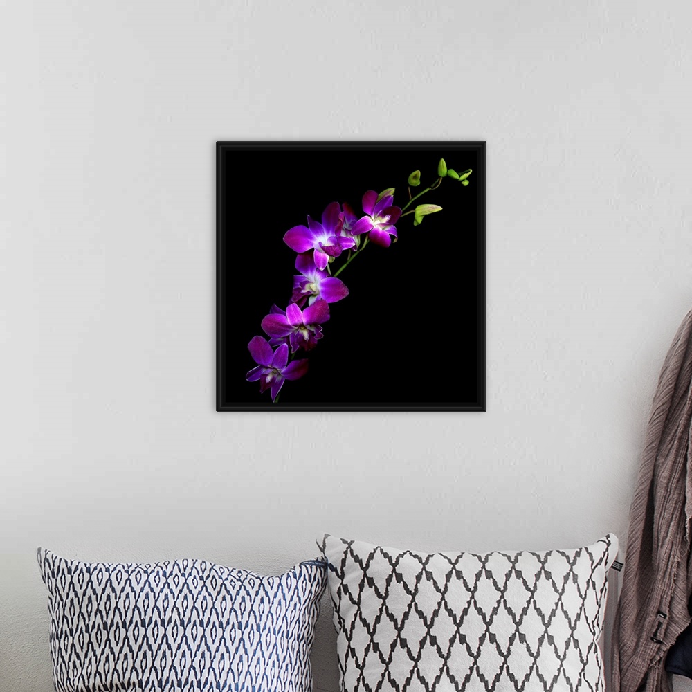 A bohemian room featuring Flowers in front of a dark backdrop on this square wall art for the living room or office.