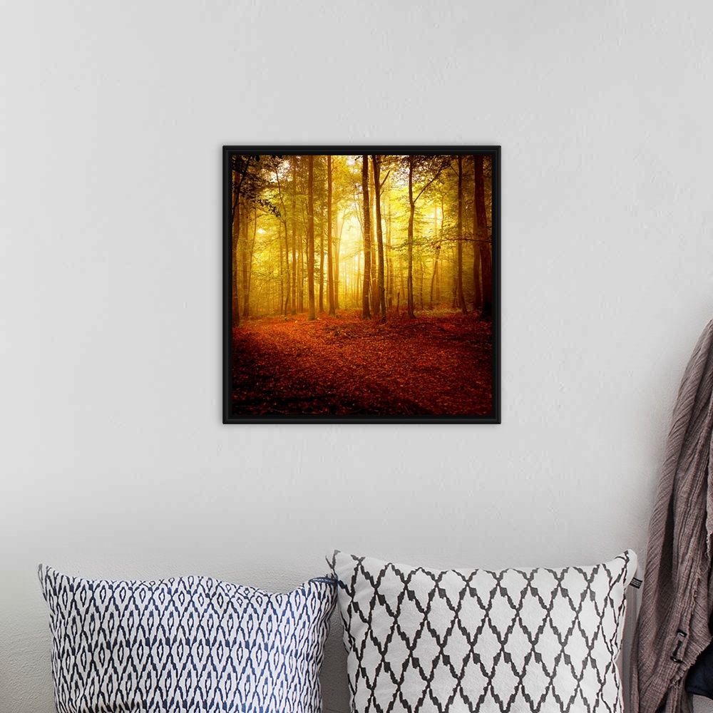 A bohemian room featuring Big square photograph taken of the sun making its way through a forest filled with thin trees in ...