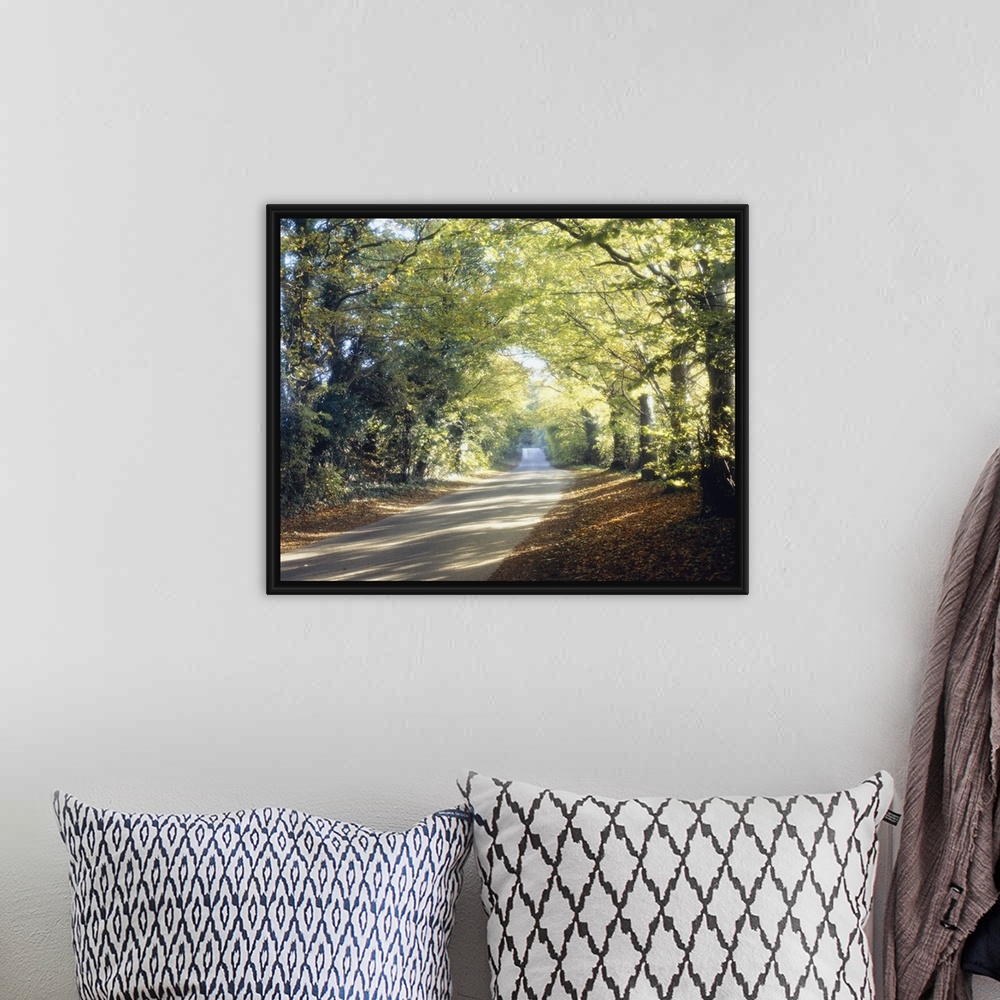 A bohemian room featuring Photograph of paved walkway going into the distance.  The walkway is lined with huge trees covere...