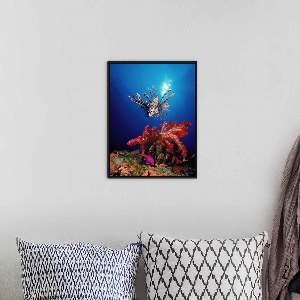 A bohemian room featuring Underwater photograph looking up from the bottom towards the sun reflecting off of the surface an...
