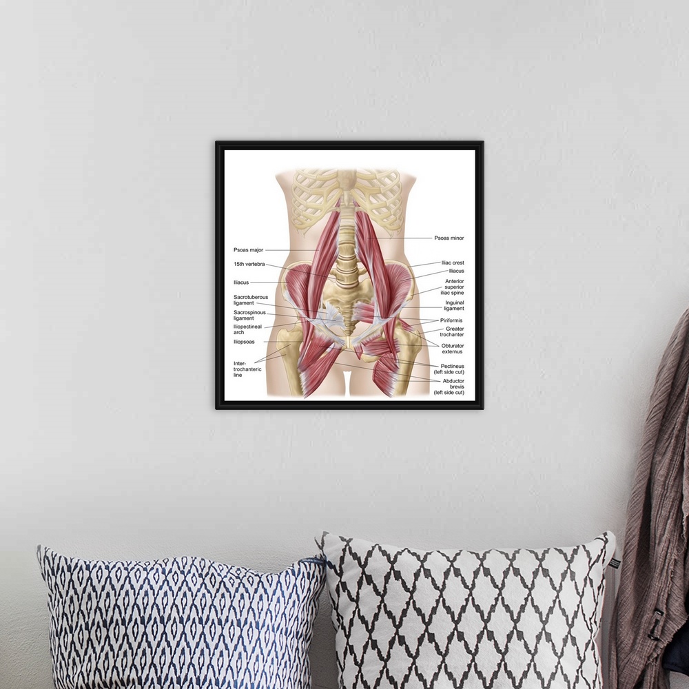 A bohemian room featuring Anatomy of iliopsoa, often referred to as the dorsal hip muscles. These muscles are distinct in t...