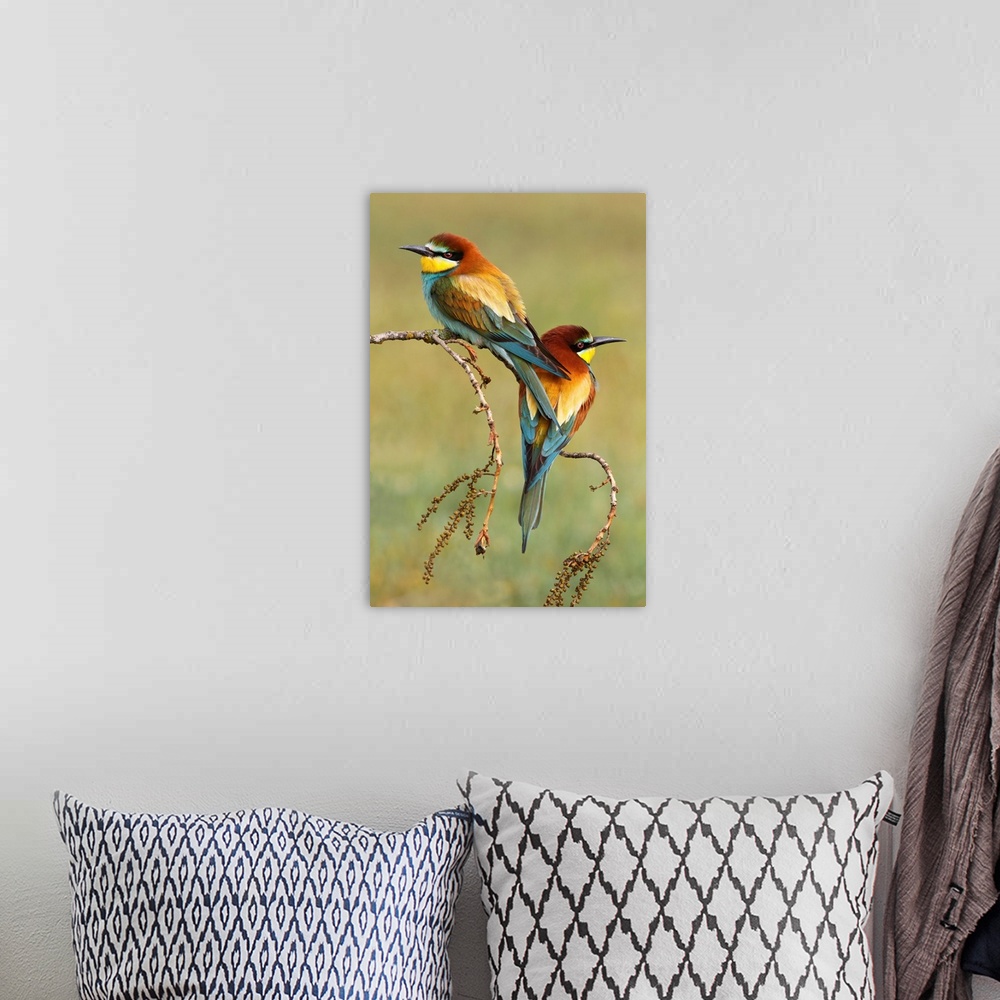A bohemian room featuring Bee-Eaters In Love