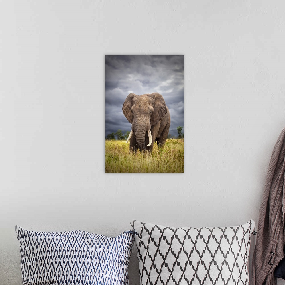 A bohemian room featuring A large Bull Elephant grazing on the open plains of Kruger.