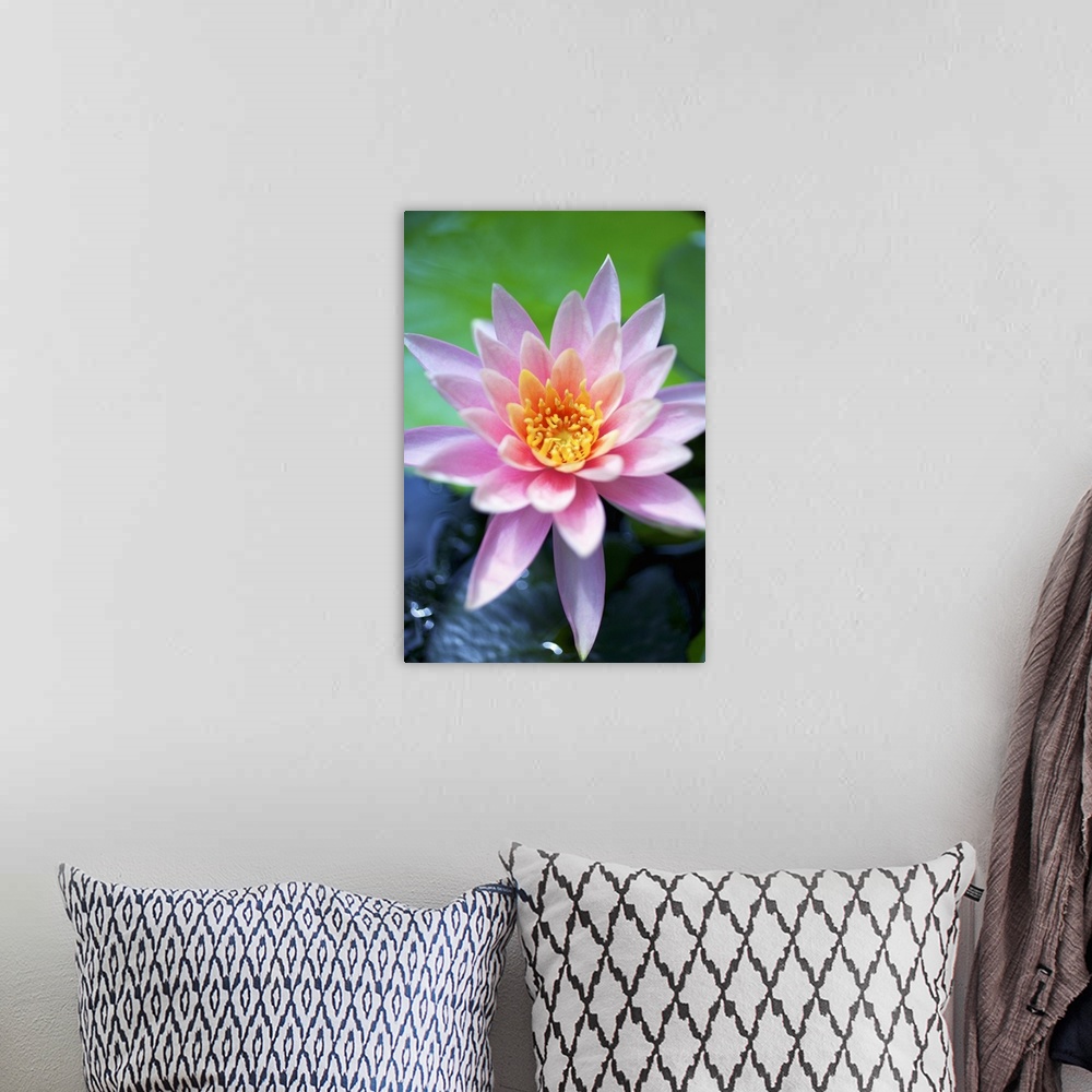 A bohemian room featuring A Pink Water Lily Close Up.