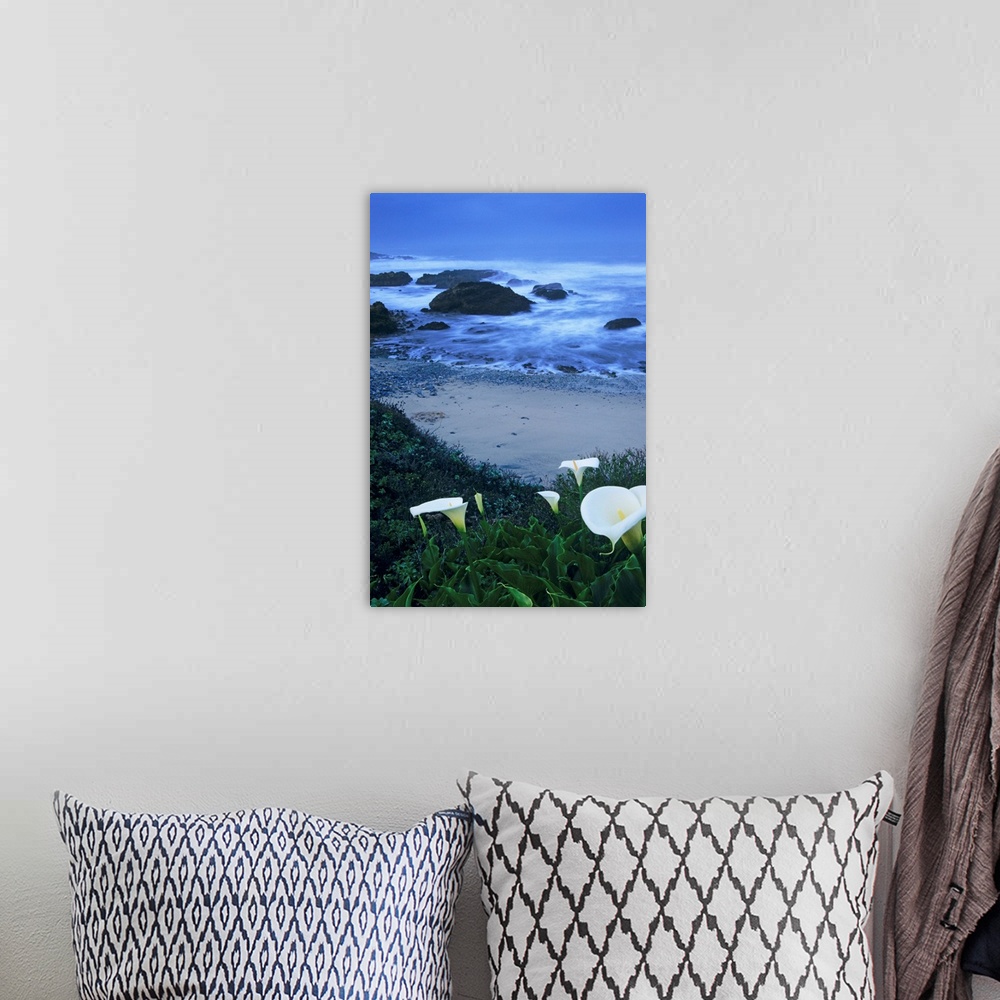 A bohemian room featuring California, Pescadero, Calla Lilies Along Coastline, Beach And Ocean In Background
