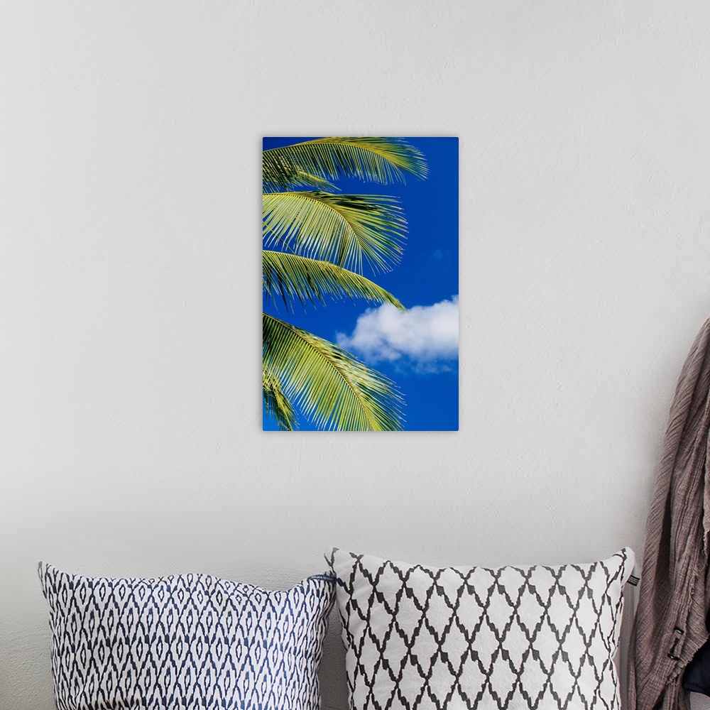 A bohemian room featuring Coconut Palm Trees And Blue Sky