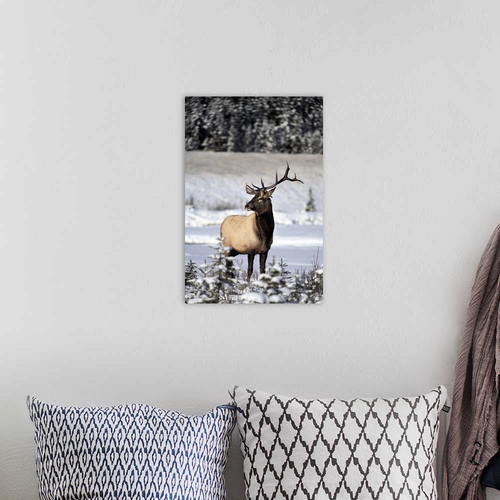 A bohemian room featuring Elk (Cervus Canadensis) Bull During Winter