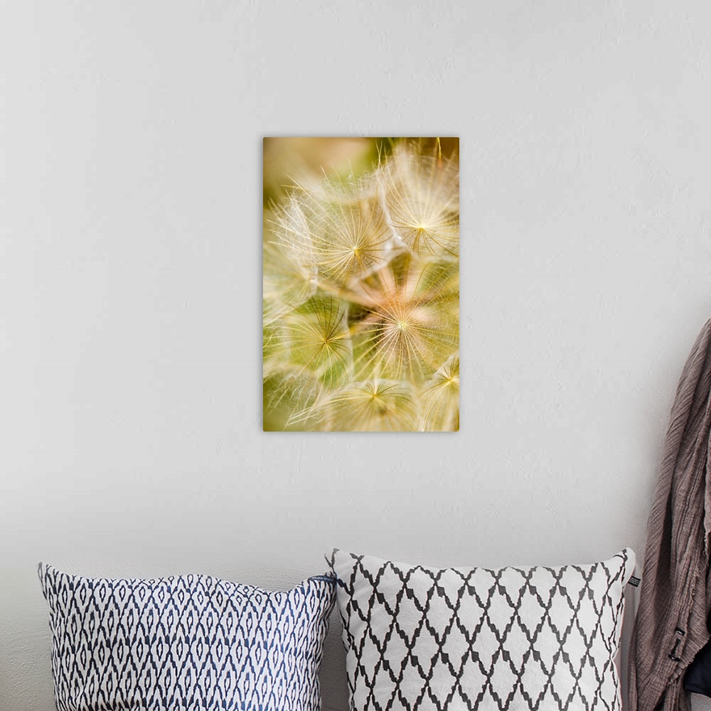A bohemian room featuring Extreme close-up of a dandelion seed head; Naramata, British Columbia, Canada