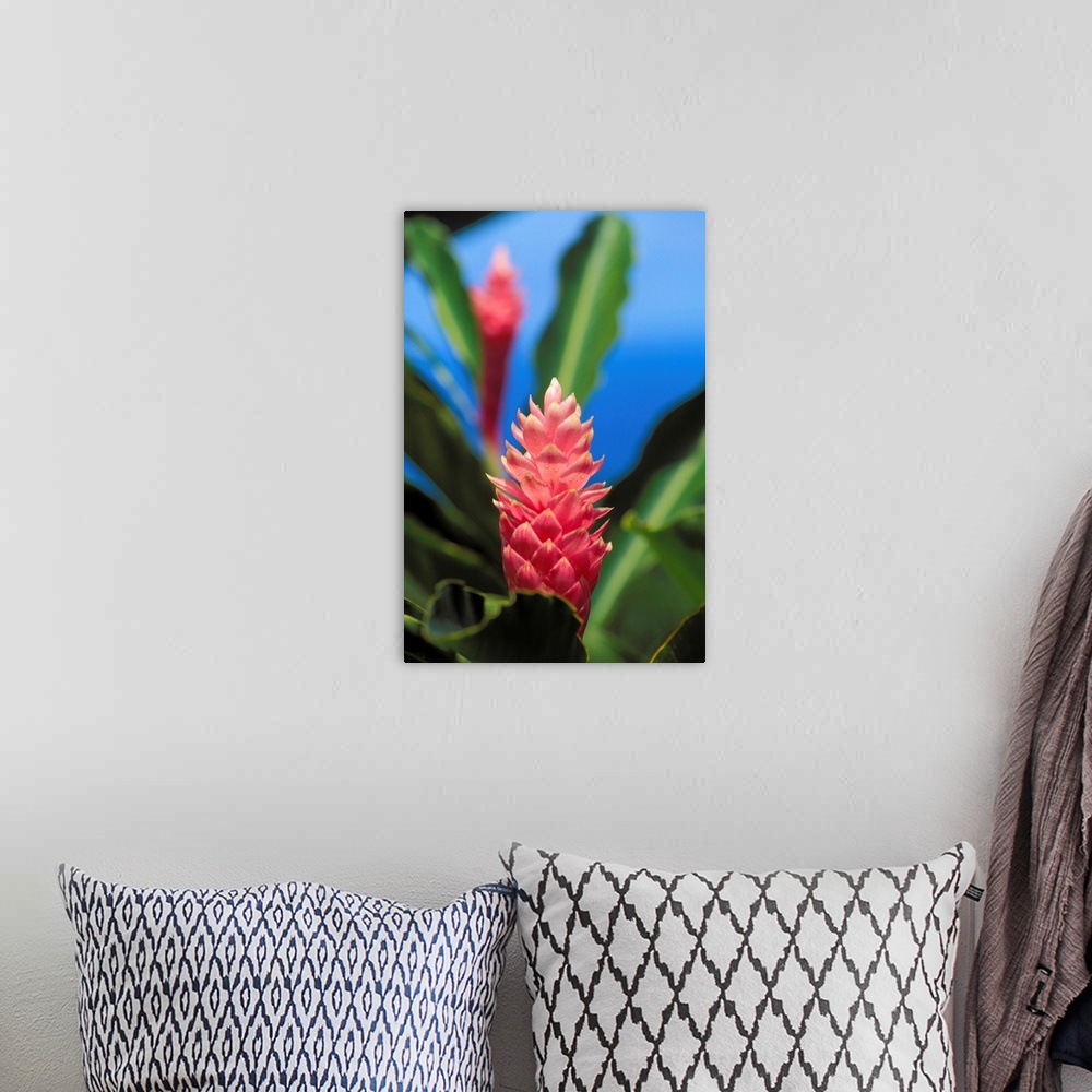 A bohemian room featuring Pink Torch Ginger Flowers, Close-Up Of One Flower
