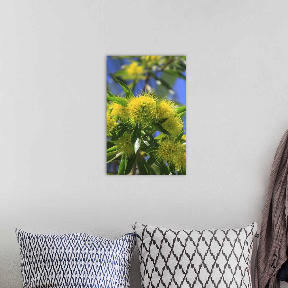 A bohemian room featuring A bright yellow wattle tree in suburban Cairns, Queensland, Australia.