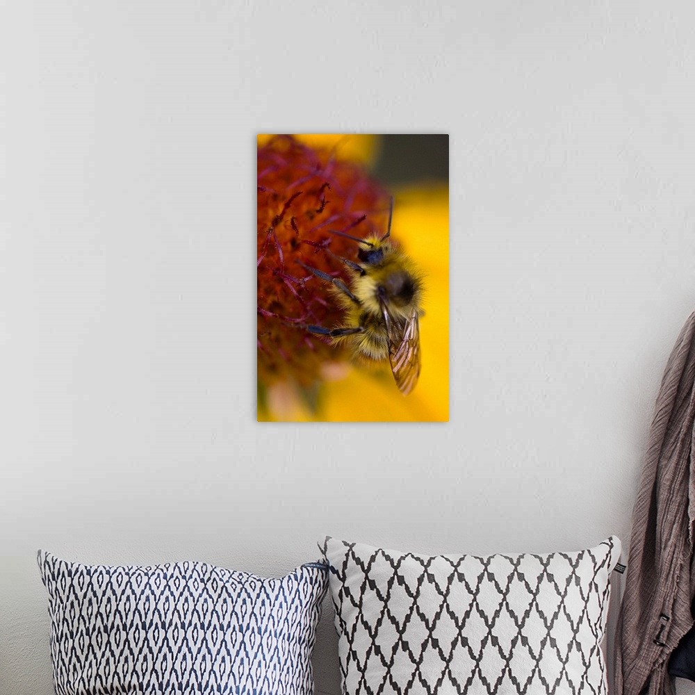 A bohemian room featuring Blanketflower, Gaillardia Aristata, Asteraceae, Sunflower. A bumblebee collects nectar on a blank...
