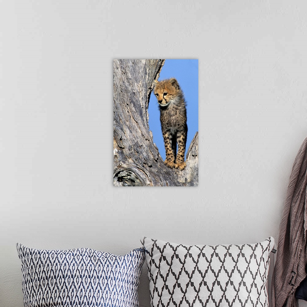 A bohemian room featuring Africa, Kenya, Masai Mara Game Reserve. Cheetah Cub.