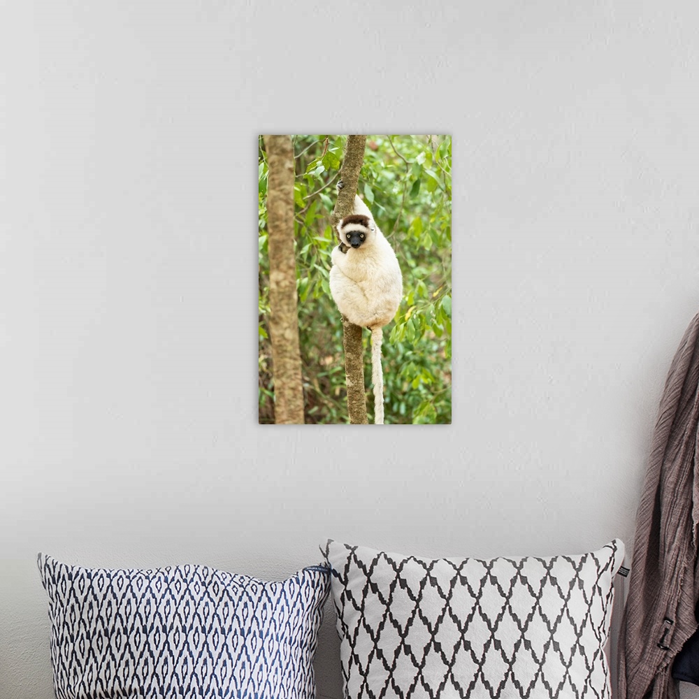 A bohemian room featuring Africa, Madagascar, Anosy, Berenty Reserve. Portrait of a Verreaux's sifaka in a tree.