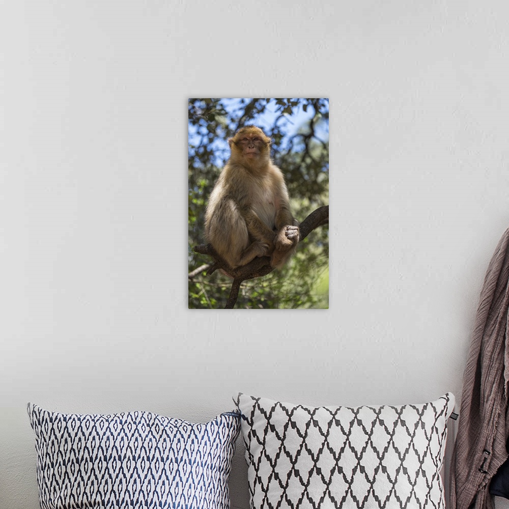 A bohemian room featuring Africa, Morocco, Barbary Apes, or Macaques, in the High Atlas Mountains