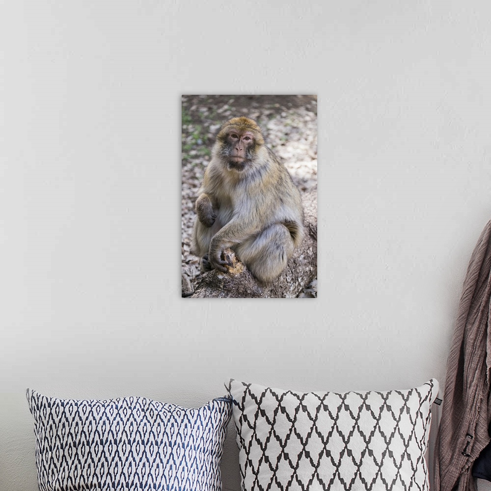 A bohemian room featuring Africa, Morocco. An adult macaque monkey (rhesus macaque (Macaca mulatta)) sitting on a fallen lo...