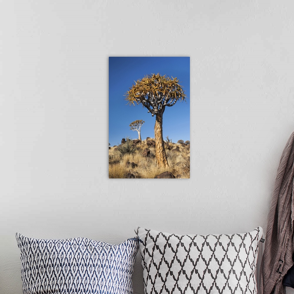 A bohemian room featuring Africa, Namibia, Keetmanshoop, Quiver Tree Forest, (Aloe dichotoma), Kokerbooms.  Quiver trees am...