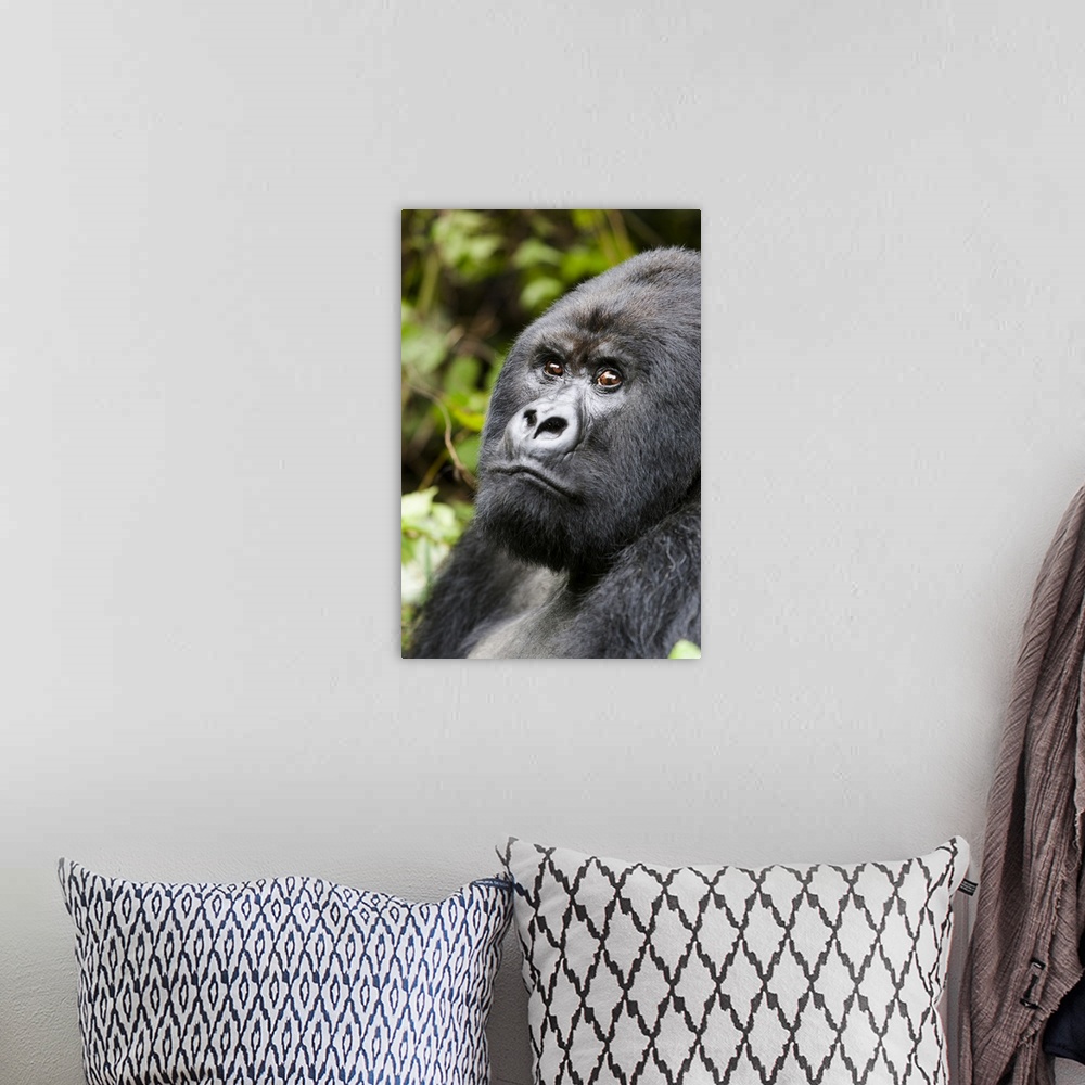 A bohemian room featuring Africa, Rwanda, Volcanoes National Park, mountain gorilla, Gorilla beringei beringei.  Portrait o...