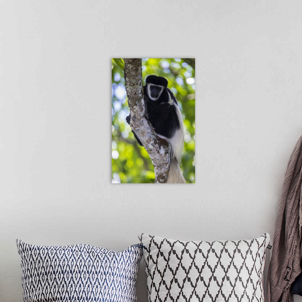 A bohemian room featuring Africa. Tanzania. Black and White Colobus, also known as mantled guereza (Colobus guereza) at Aru...