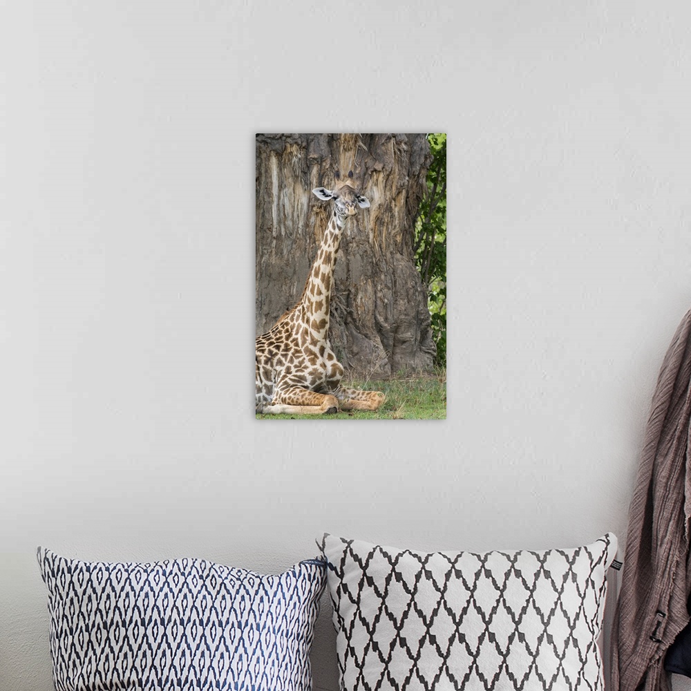 A bohemian room featuring Africa, Zambia, South Luangwa National Park. Thornicroft's giraffe (Wild: Giraffa camelopardalis ...