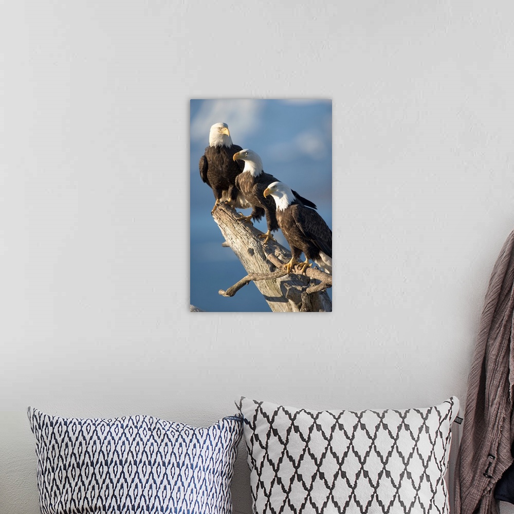 A bohemian room featuring Alaska, Homer, Bald Eagles (Haliaeetus leucocephalus) roost on driftwood perch along Kachemak Bay...